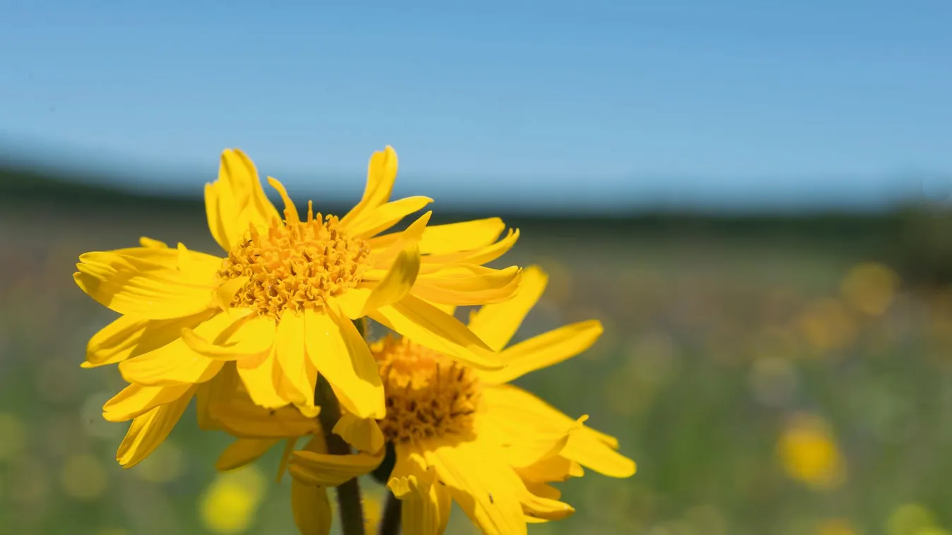 Igazi csodaszer -  Az arnica 5+1 jótékony hatása