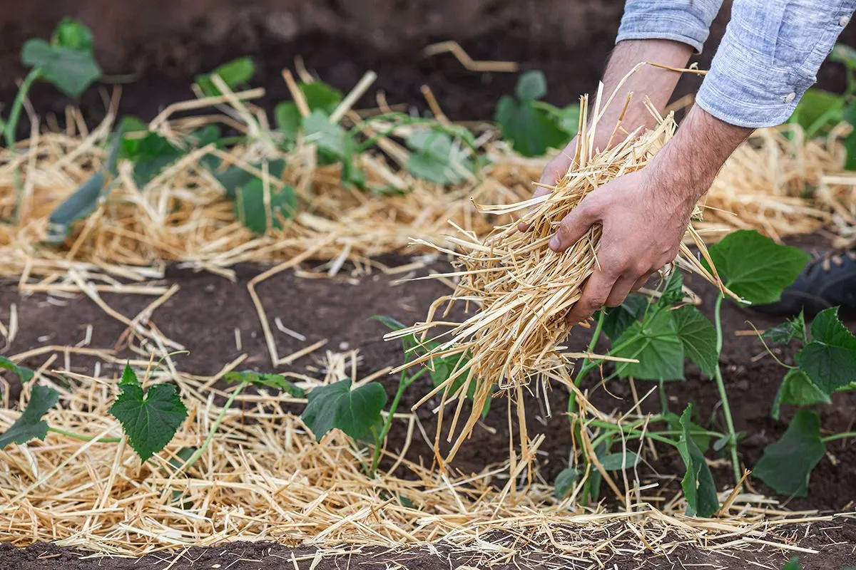 Covering,Young,Cucumber,Plants,With,Straw,Mulch,To,Protect,Against