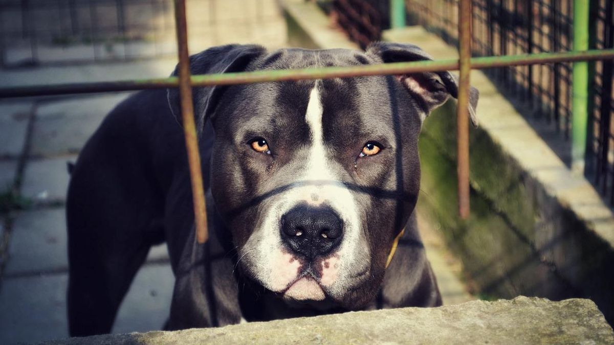 pitbull, kutya, állattámadás