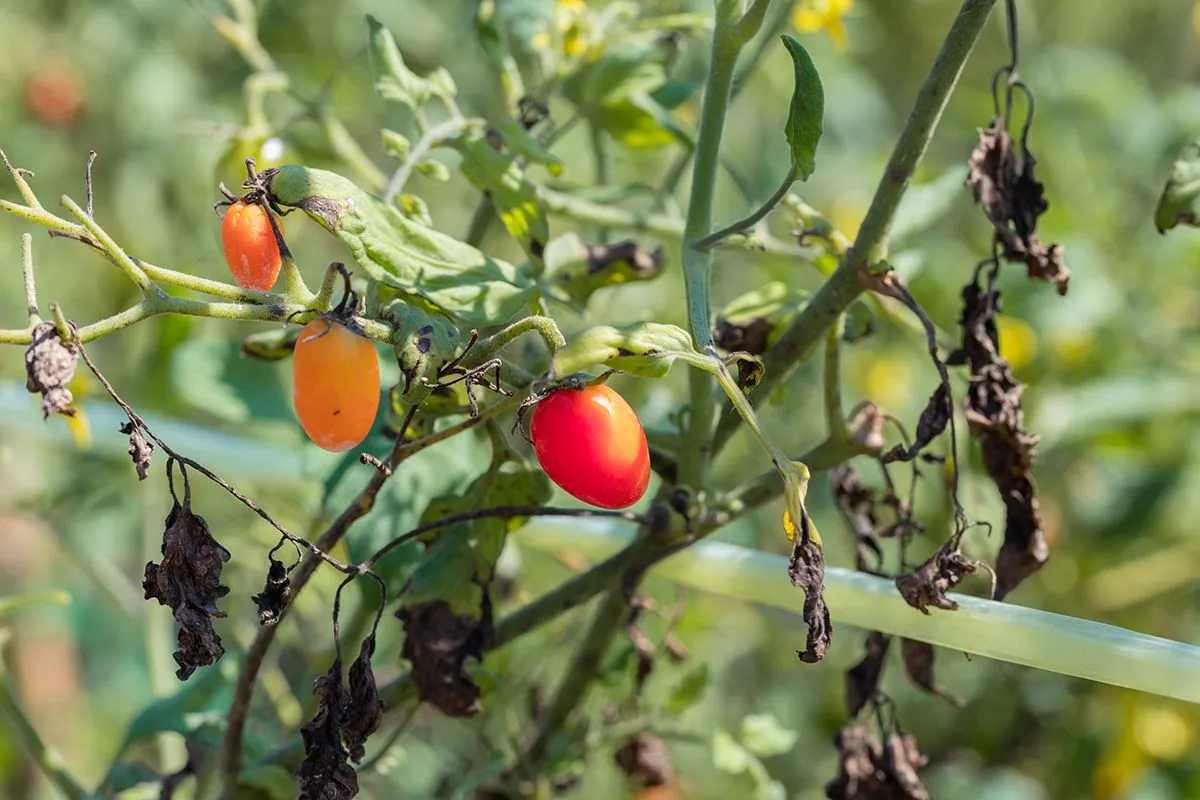 Late,Blight,On,Tomato