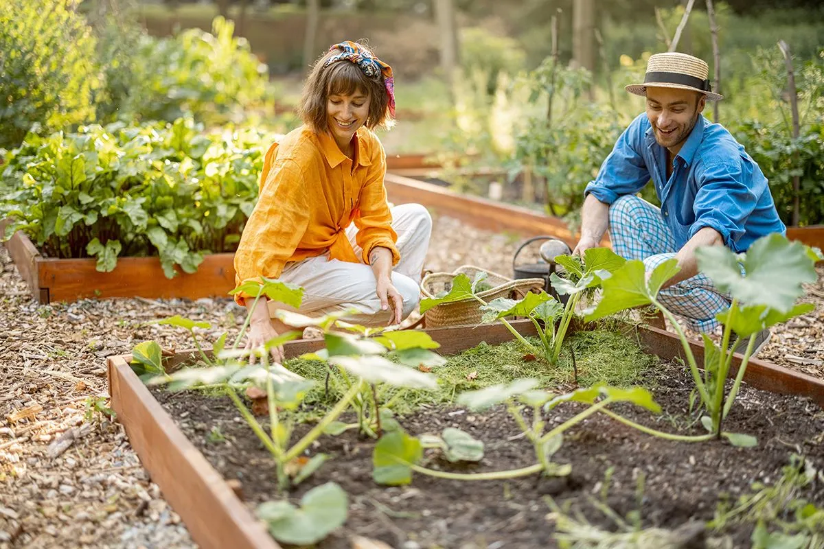 Man,And,Woman,Mulch,Green,Pumpkins,With,Cutted,Grass,On