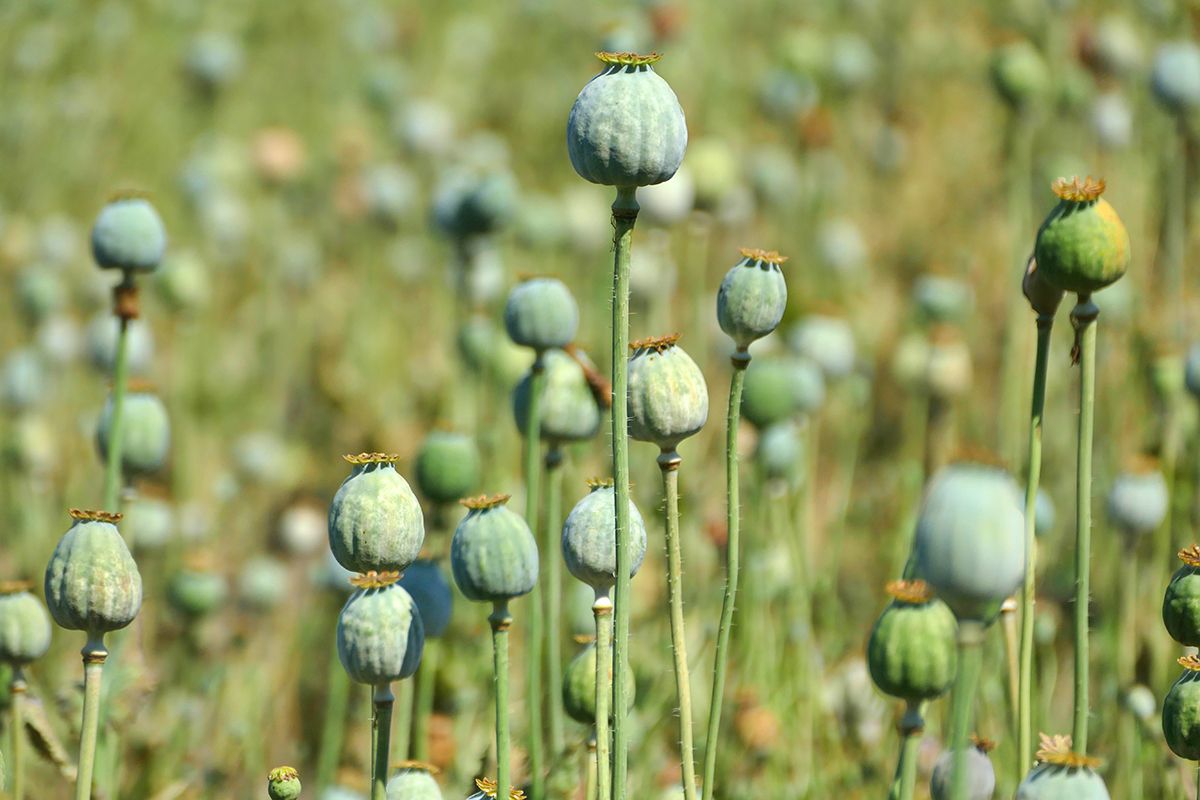 Detail,Of,Poppy,Plants,Used,For,Opium