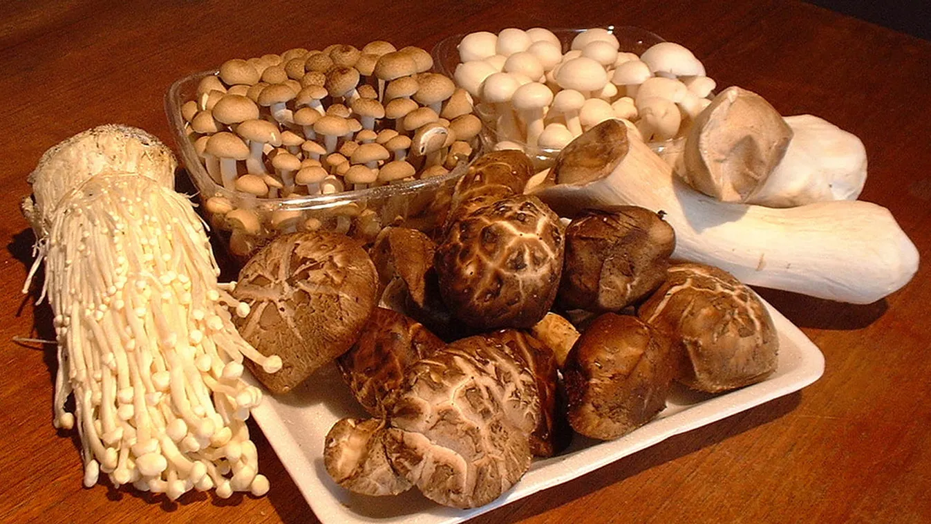 A legfontosabb ehető és mérgező gombák ősszel - ezekre figyelj!