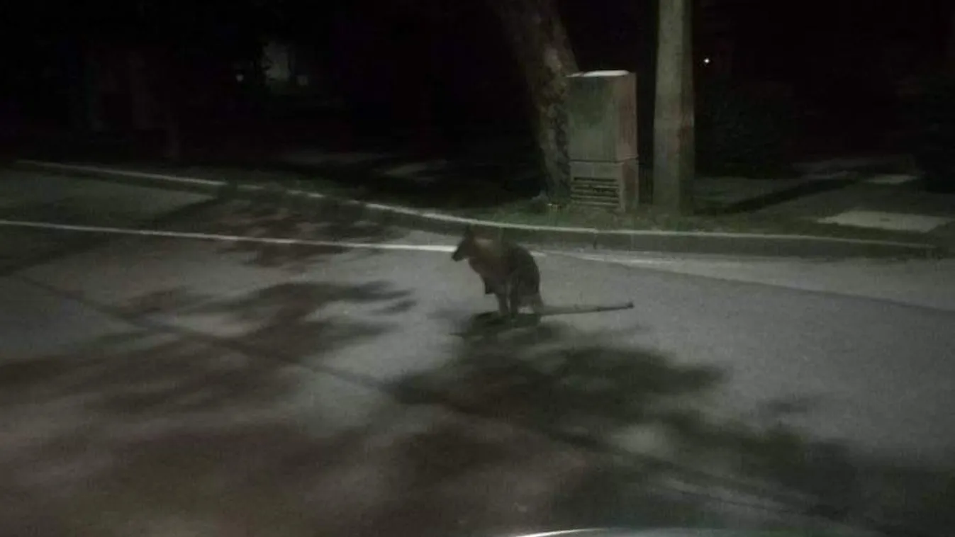 Videófelvétel készült egy utcán ugráló kengururól Szekszárdon