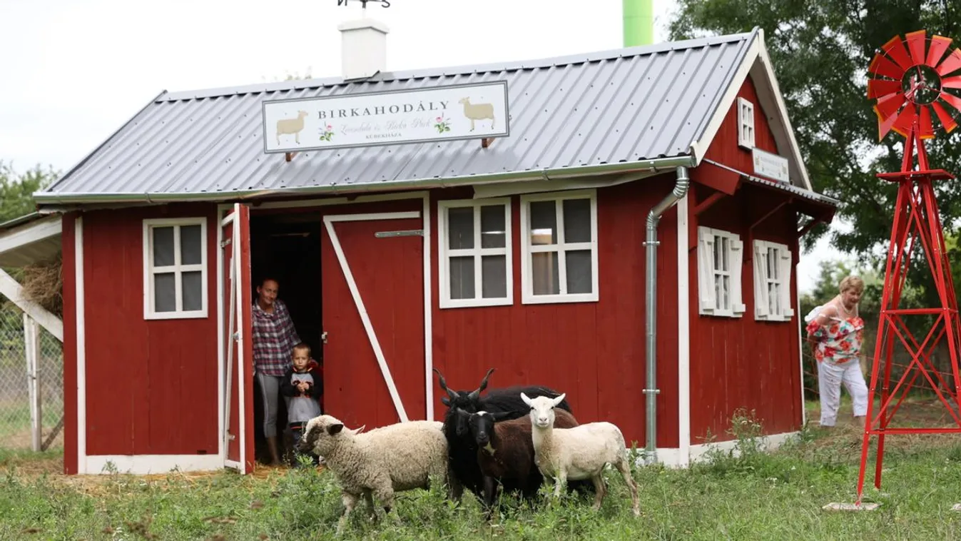 Birkák nyírják a füvet egy hazai falu főterén