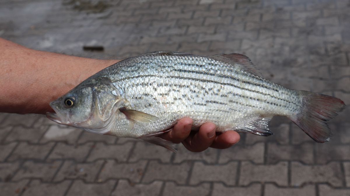 Karácsonyra sláger lehet a csíkos sügér