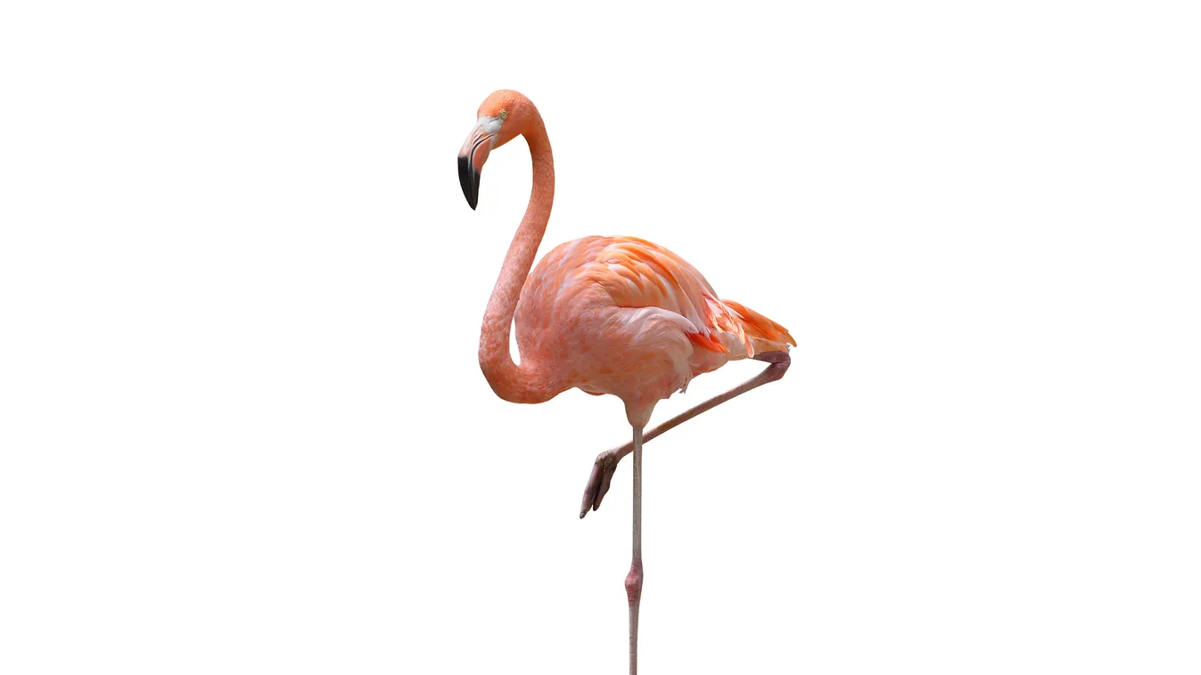 A "flamingó egyensúly teszt" megjósolja, mikor halunk meg