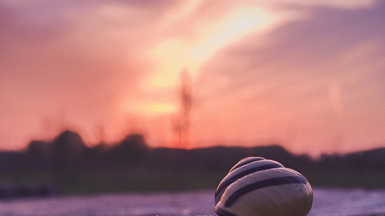 A szőrös csiga a legújabb felfedezés