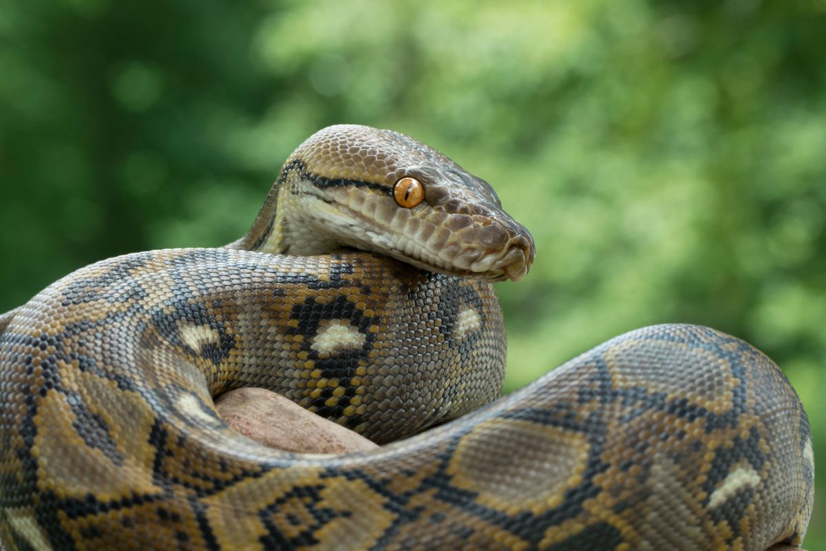 kígyó, óriáskígyó, piton, kockás piton, Shutterstock illusztráció