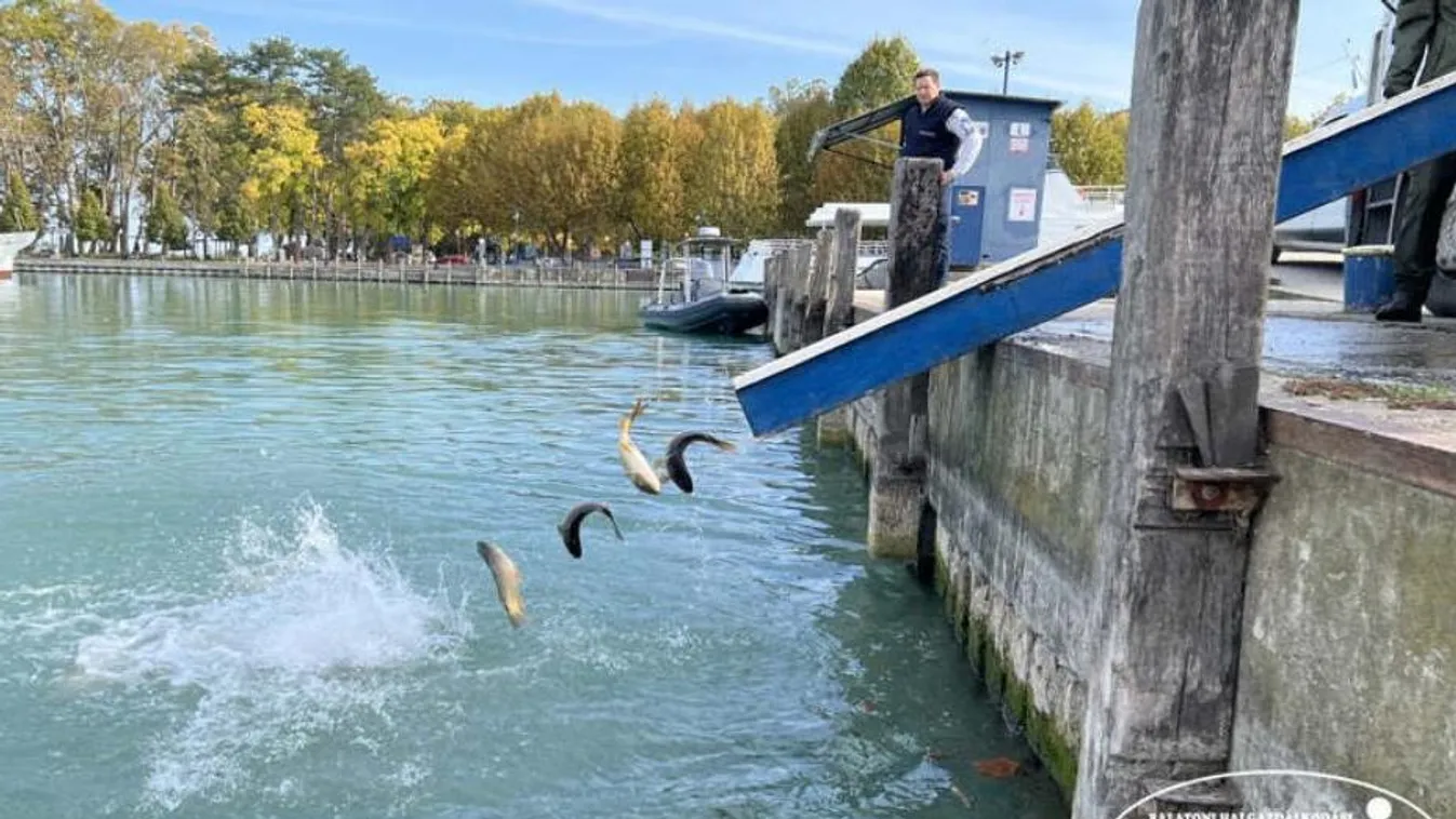 Sok ezer kilónyi új ponty otthona lett a Balaton