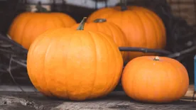 Tudtátok? Nem mindegy, melyik tökfélét faragjuk ki, és melyik megy a sütőbe
