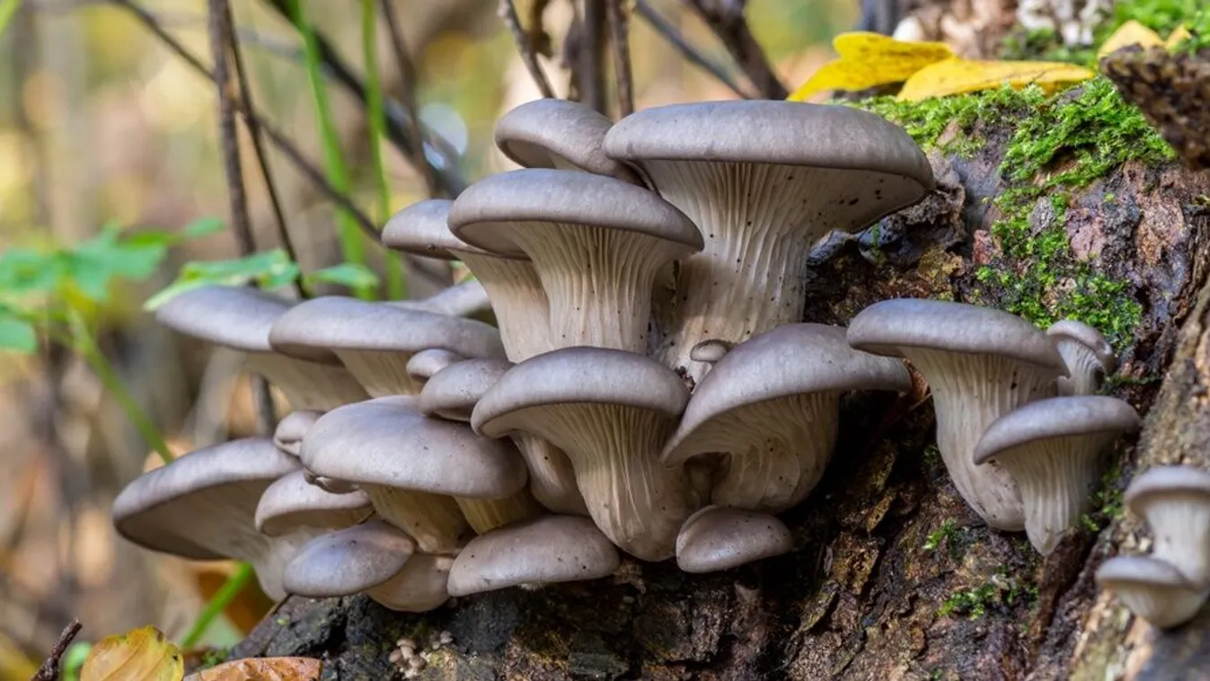 Laskagomba -Igazi superfood, mégis keveset fogyasztunk belőle