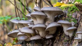 Laskagomba -Igazi superfood, mégis keveset fogyasztunk belőle