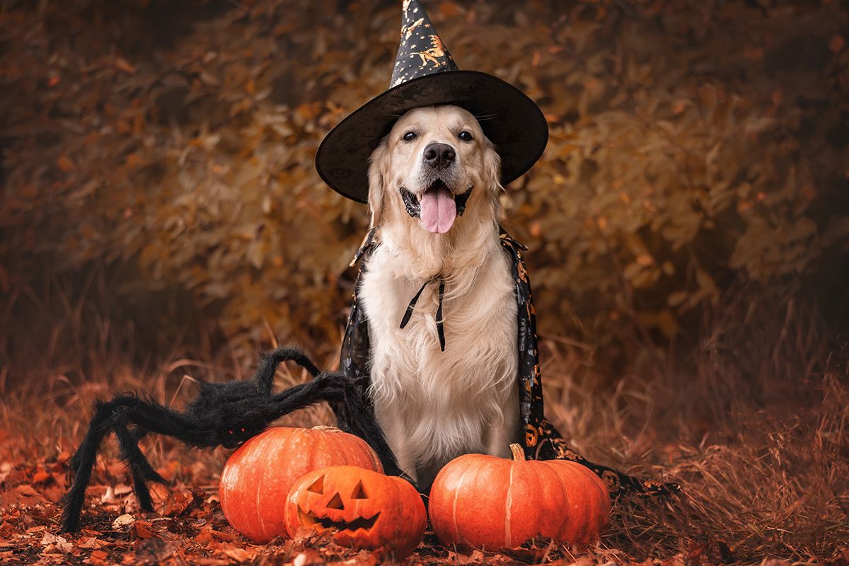 A,Dog,Dressed,As,A,Witch,For,Halloween.,A,Golden