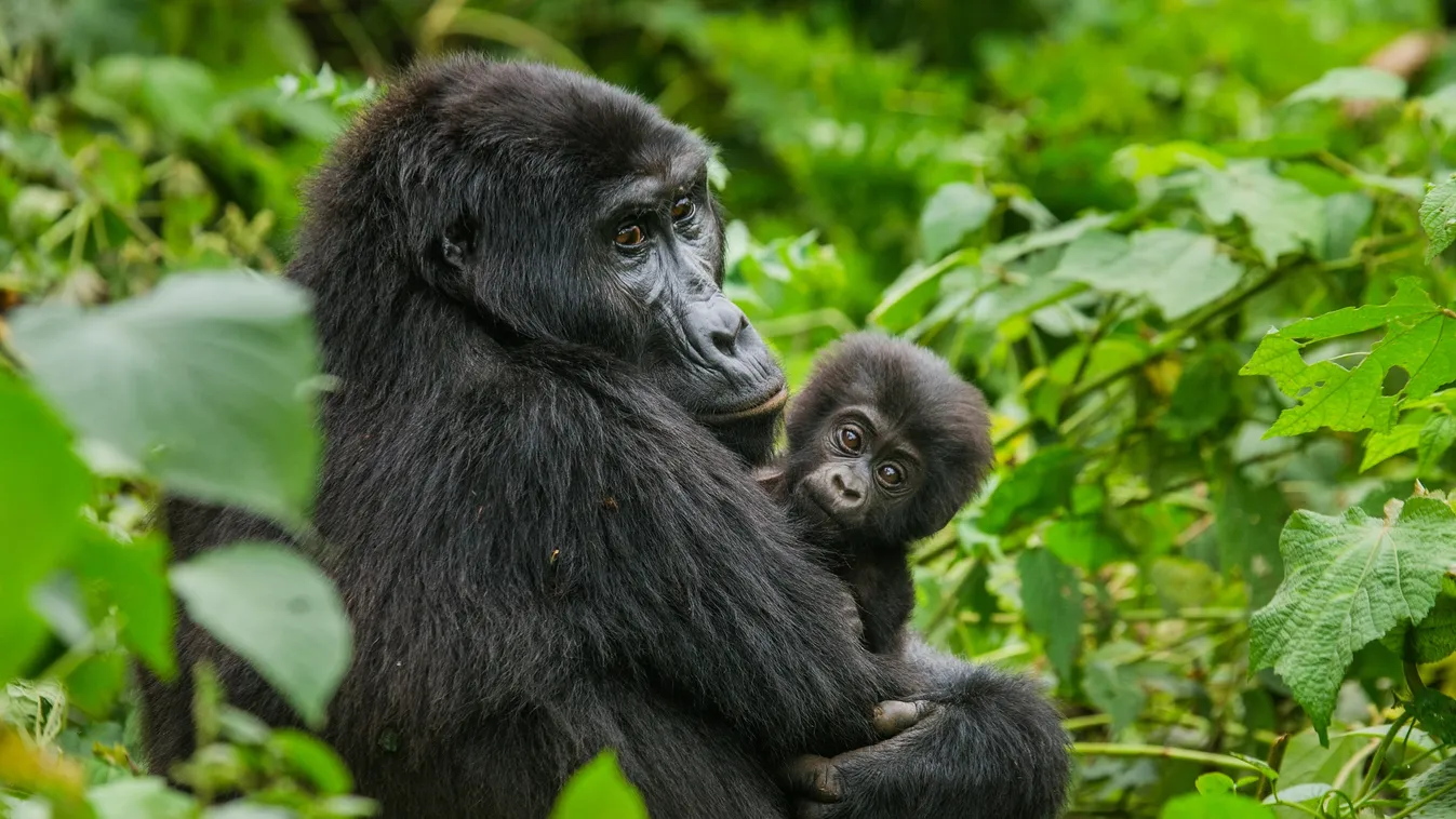 Elindult a Gorillagram, amivel veszélyeztetett emlősöknek segíthetünk