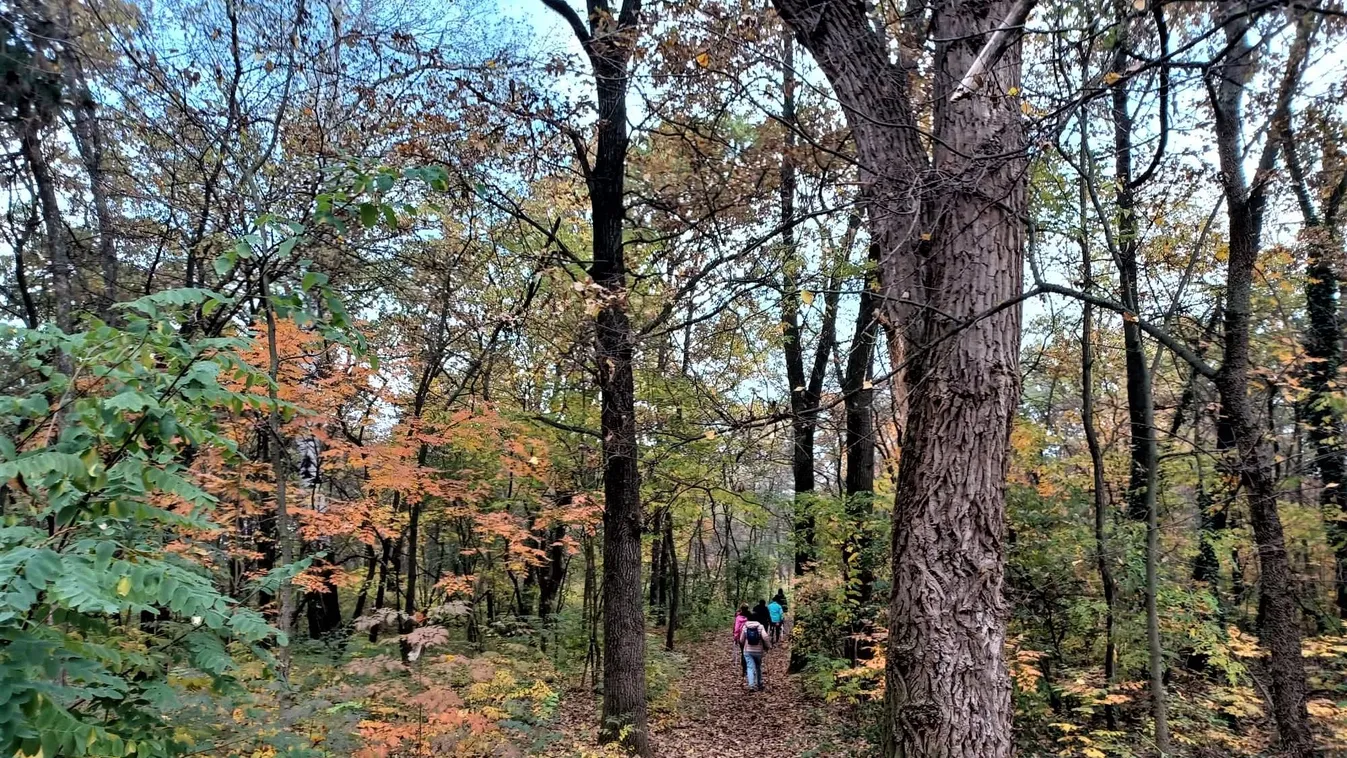 Ez a meseszép pesti erdőség a nordic walking szerelemeseinek Mekkája