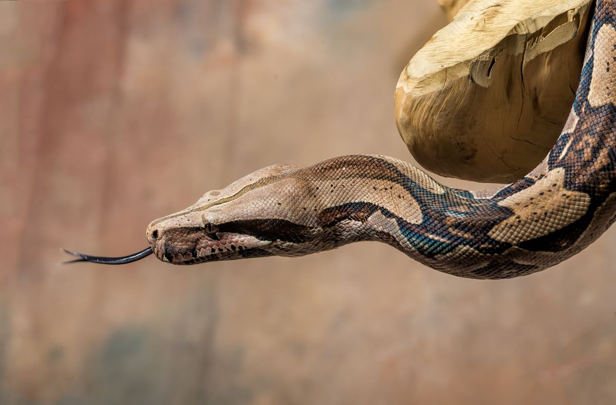  szalagos tigrispiton, piton, kígyó, óriáskígyó, Shutterstock illusztráció