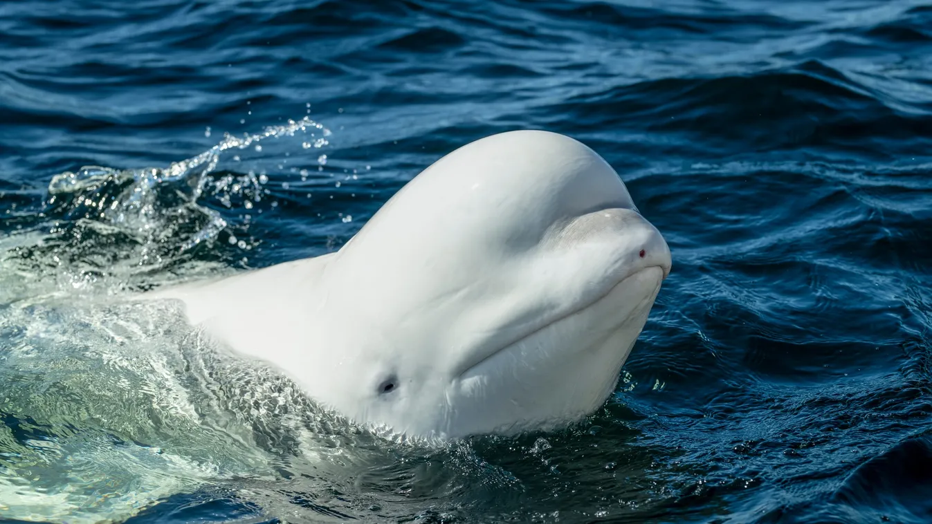 Norvégiában töltheti nyugdíjas éveit az orosz kémdelfin