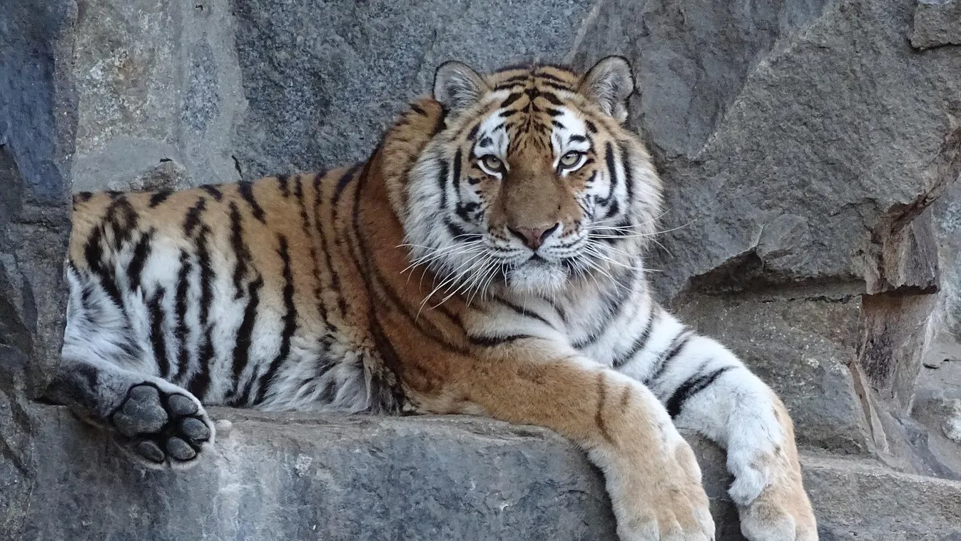 Tigris támadt egy korláton átmászó férfire Kecskeméten