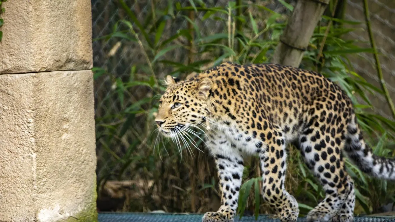 Videó: Bemerészkedett egy házba, majd leheveredett a konyhapultra egy leopárd