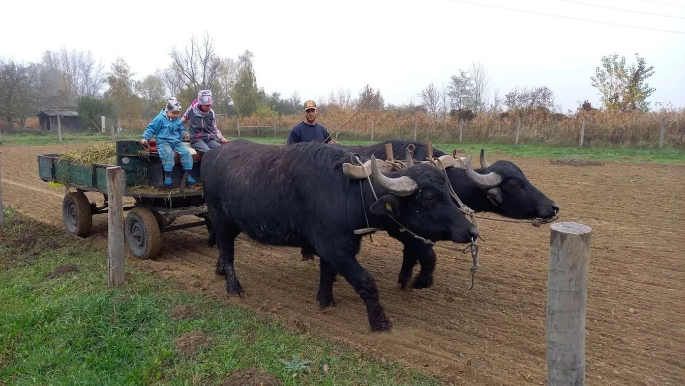 Ők Tata legnagyobb háziállatai, mégis olyan ragaszkodók, mint az ölebek
