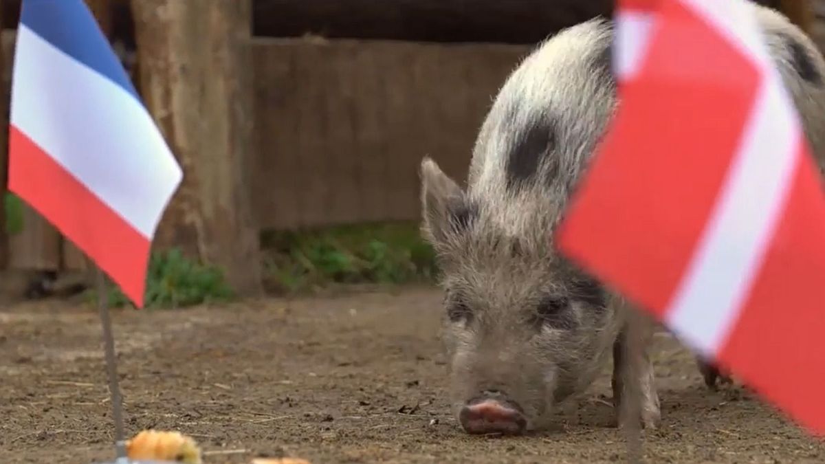 Visszatért a jós malac, döntött a világbajnokról