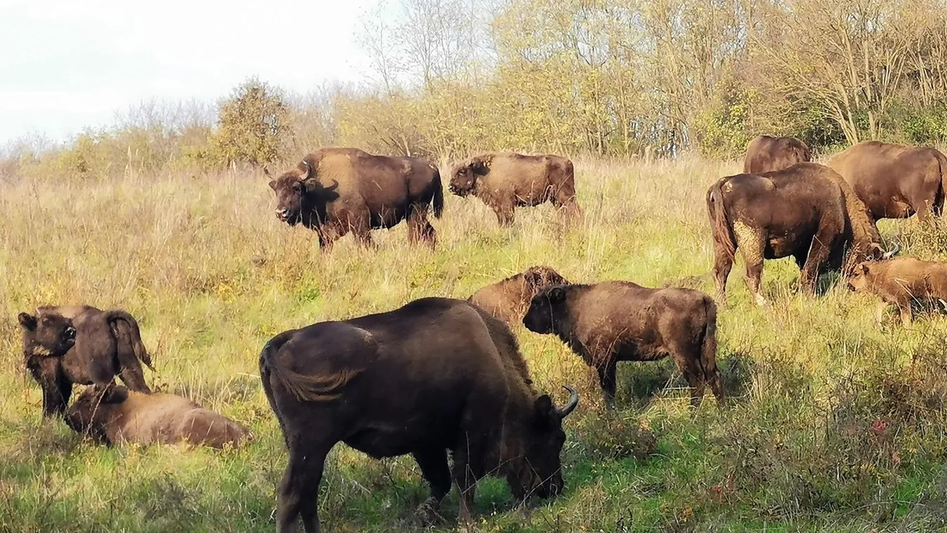 Vicces fotó készült egy bölényborjúról az Őrségben