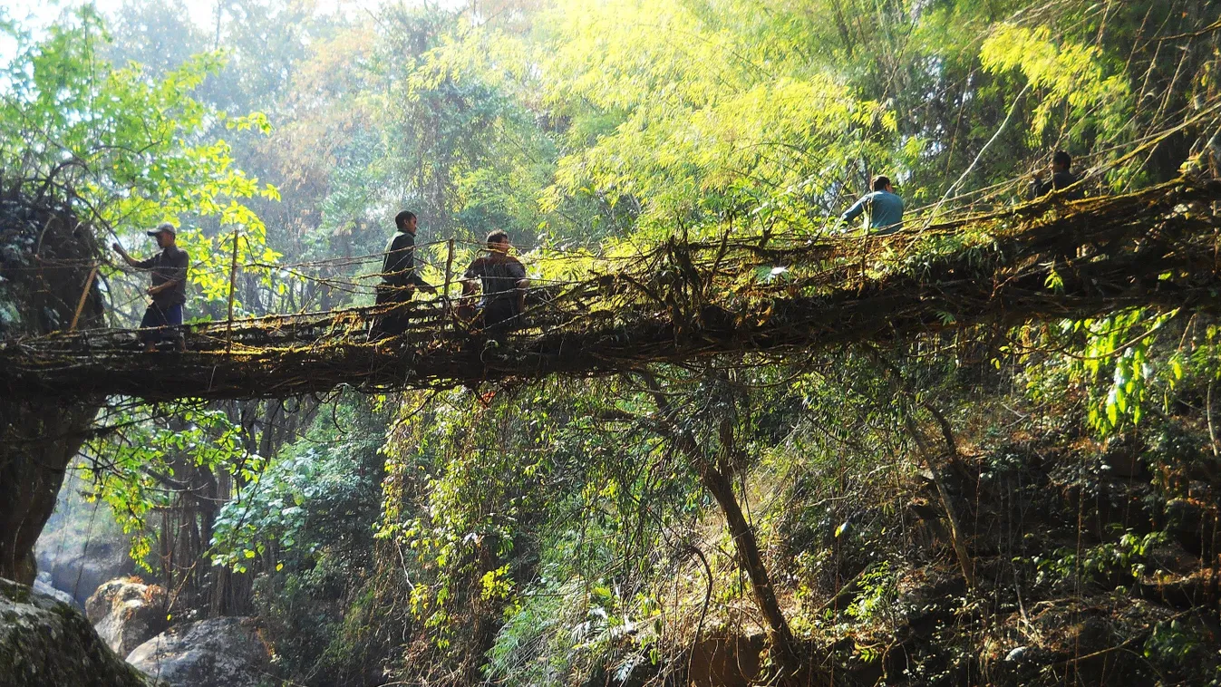 India élő, lélegző hídjai egyedülállóak a világon