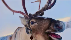 Rénszarvas-taxikat indítanak a finn Lappföldön