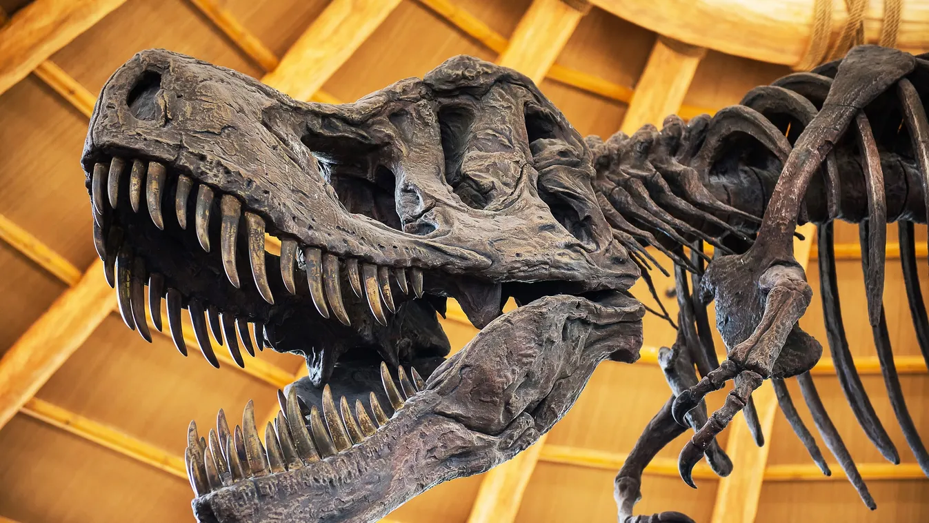 Elképesztő áron kelt egy ritka T-Rex koponya