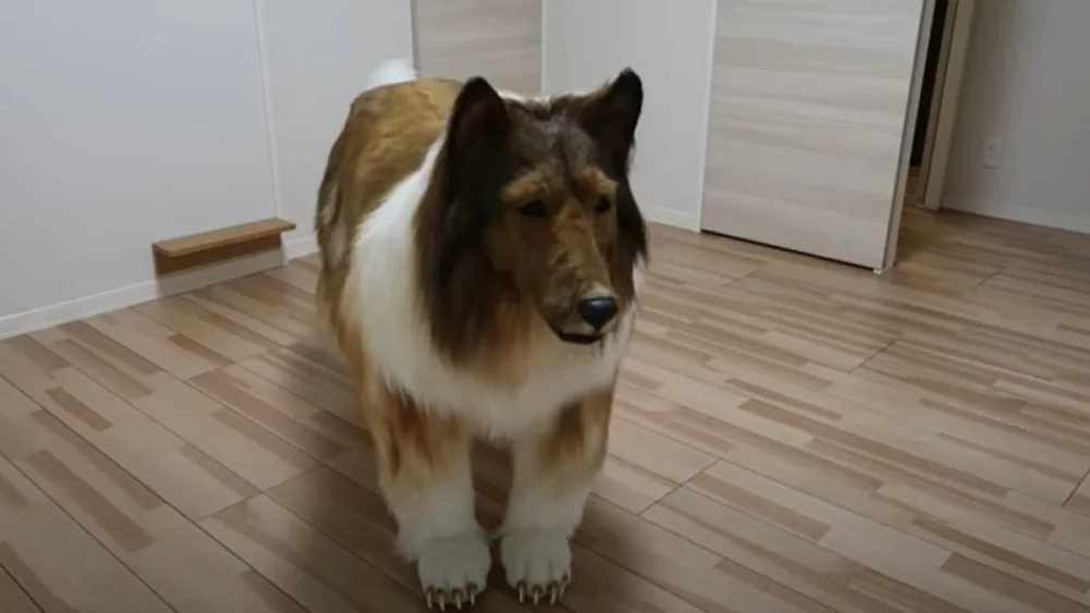 kutya, férfi