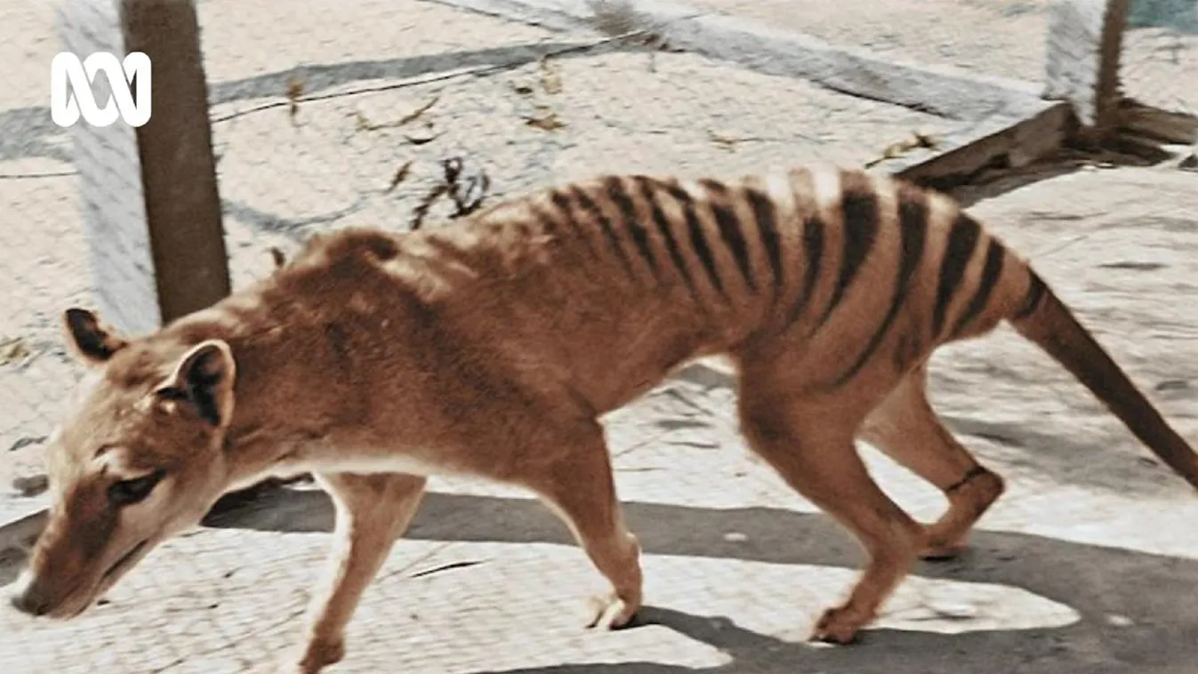 Az utolsó tasmán tigris maradványaira bukkantak egy szekrényben