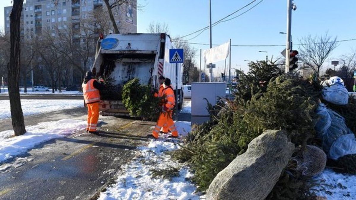 Ez történik a karácsonyfákkal az ünnepek után