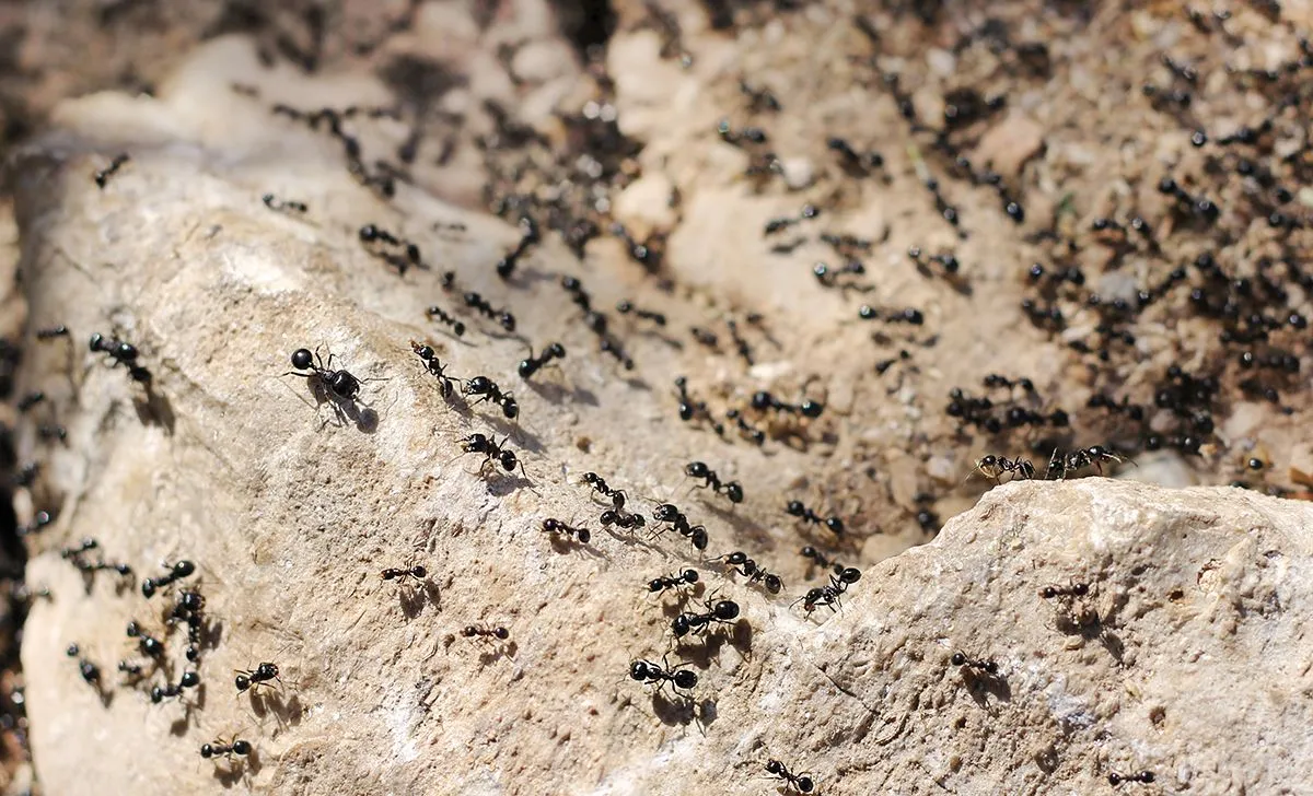 Thousands,Of,Black,Ants,On,Stony,Ground