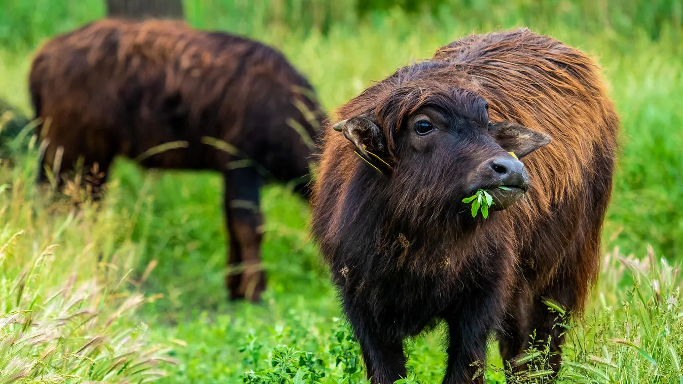 Újra kinyitott és a szabadba csábít a kutyabarát Csetényi Élménypark