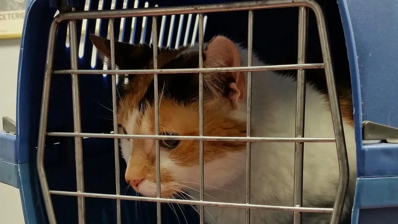 Videó: Egy macska kiszökött a hordozójából a repülőn