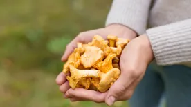 Top 15 legjobb immunerősítő étrend-kiegészítő - Mit tehet értünk az orvosi gyógygomba?