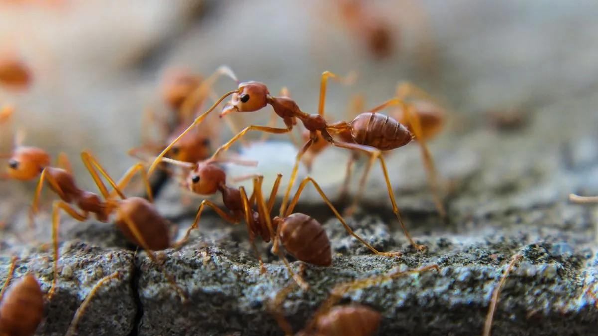 Red,Imported,Fire,Ant,action,Of,Fire,Ant