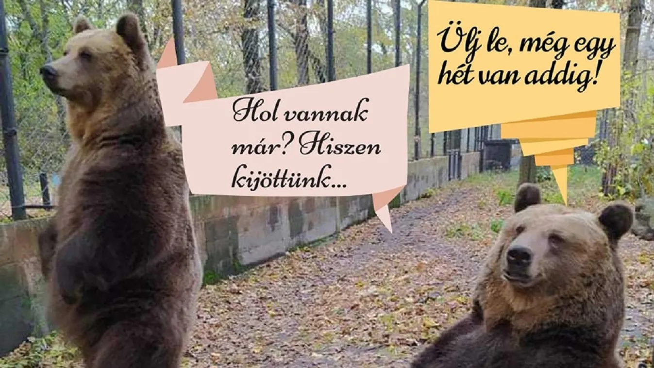 Mínuszok jönnek, vagy tavasz - Ezen a medvelesen kiderül