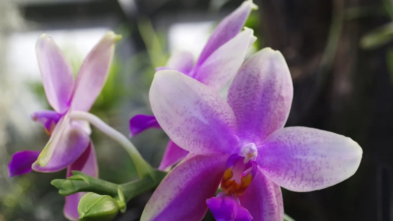 Virágzó trópusi orchideákban gyönyörködhetünk Szegeden