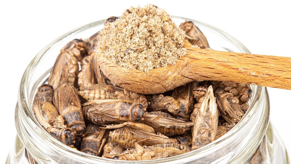 Future,Food,-,Dried,Cricket,-,Protein,Rich,Diet,Isolated