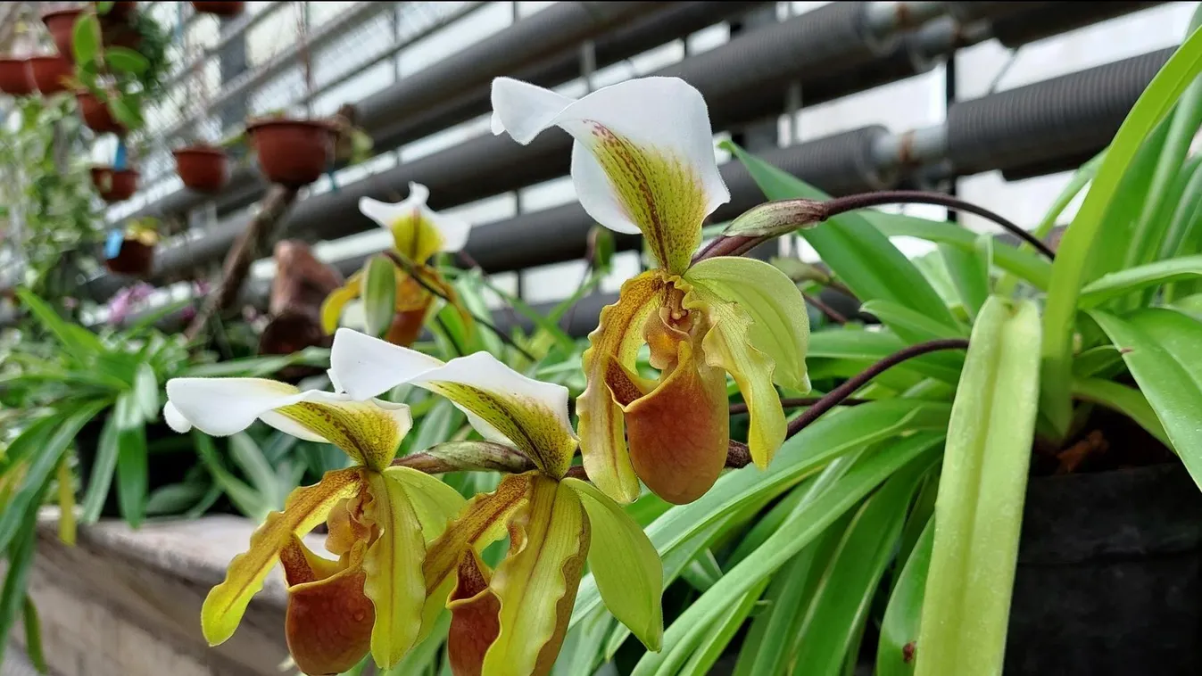 Vidám színekben pompázó orchideák között melegedhettek Vácrátóton