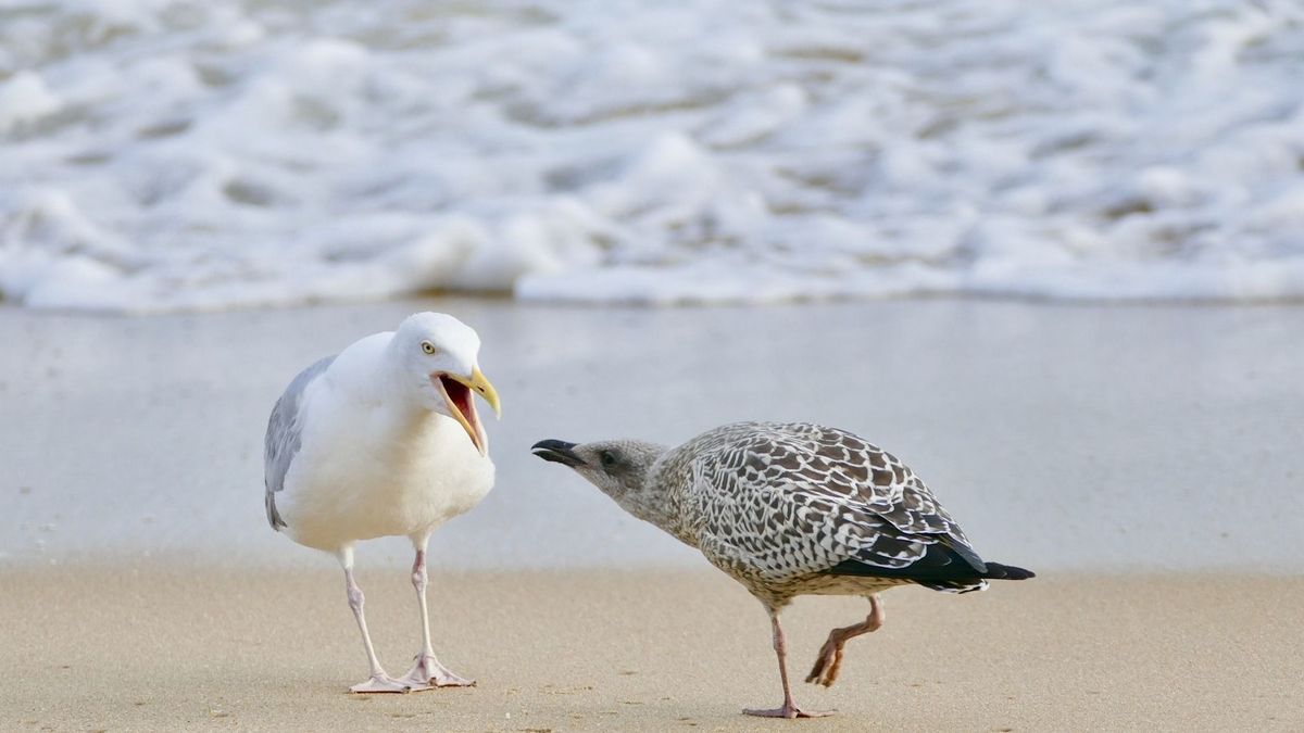 Szép fogás: 800 kiló kokaint találtak a strandon