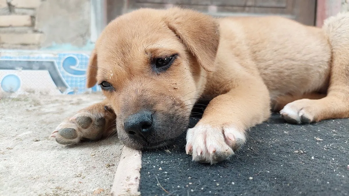A,Yellow,Puppy,Is,Sick,With,Food,Poisoning