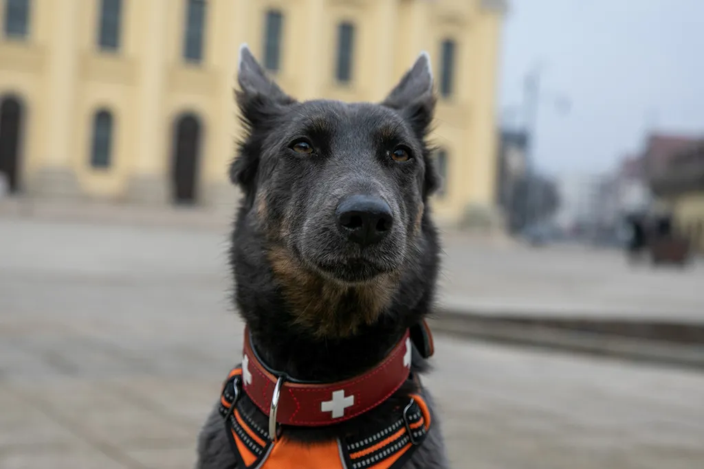 Kovács Ilka, Níla, kutya, mentő kutya, mentőkutya, törökország, földrengés