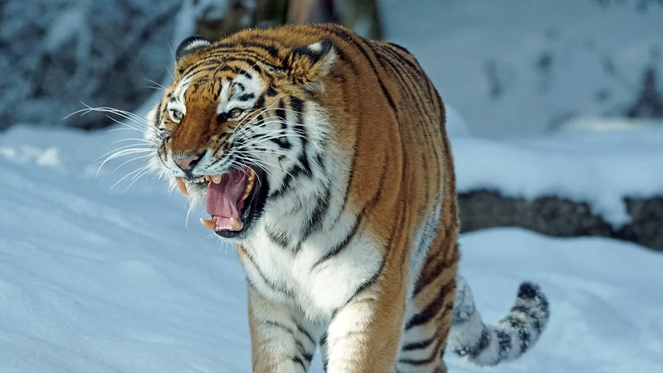 Tigris támadt vadászokra egy oroszországi kunyhóban