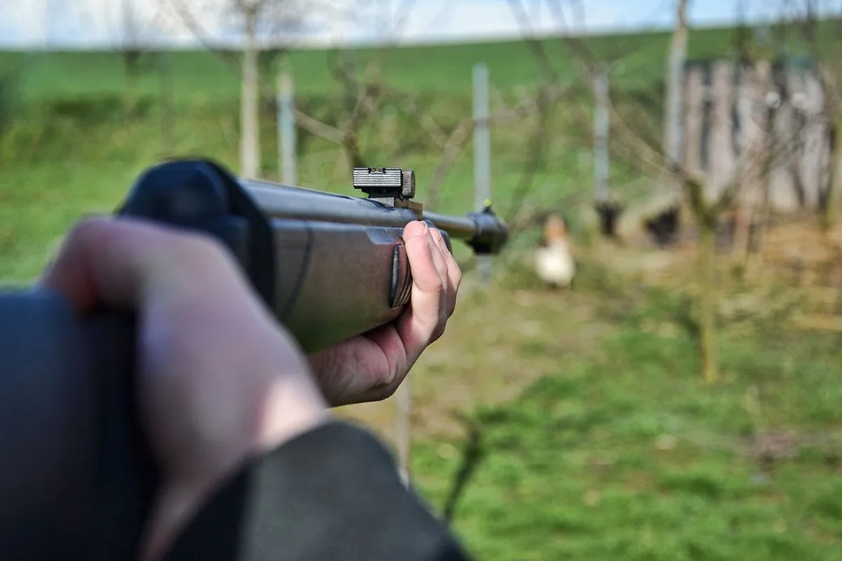 Hunter,Shooting,Wild,Hens,,Hunter,Aim,His,Target,,Jaeger,Aim