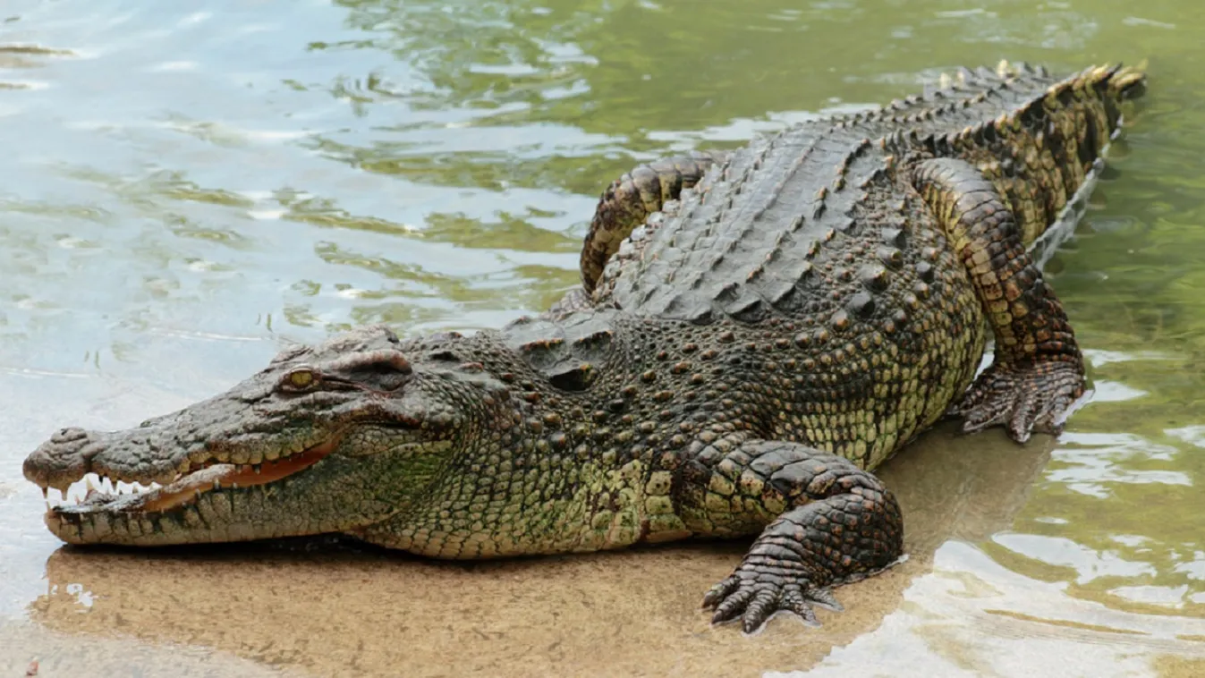 Egy kutyát felfalt, a gazdáját megharapta egy krokodil Ausztráliában