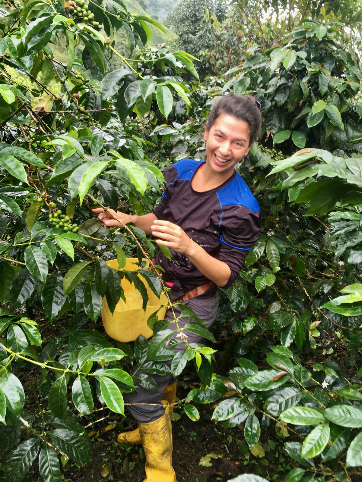 Andi kávét szüretel Ecuadorban önkéntes munkaként