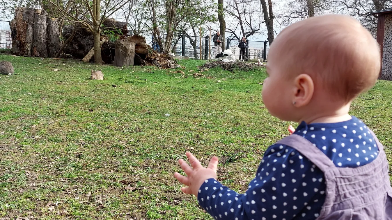 Jár a baba jár....Dévényre már nem